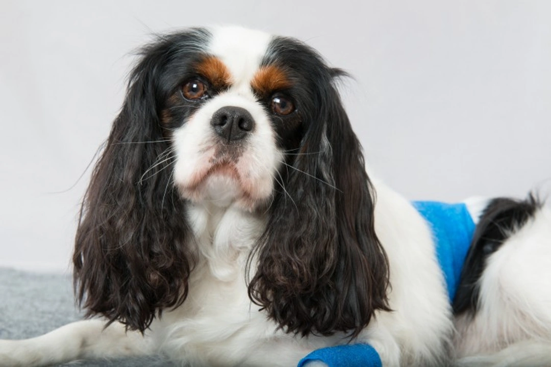 Helping Your Dog Recover Quickly After Surgery: Essential Care Tips