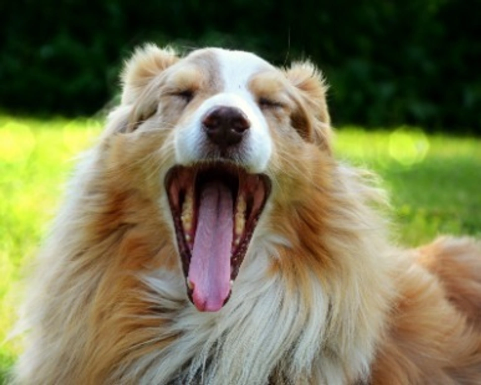 Cani a pelo lungo di taglia grande: le razze più famose