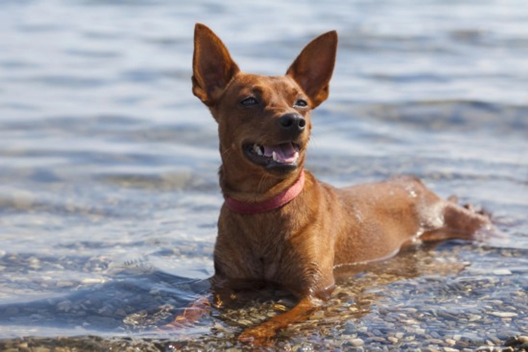 Sea Water Poisoning in Dogs: Prevention and Treatment Guide