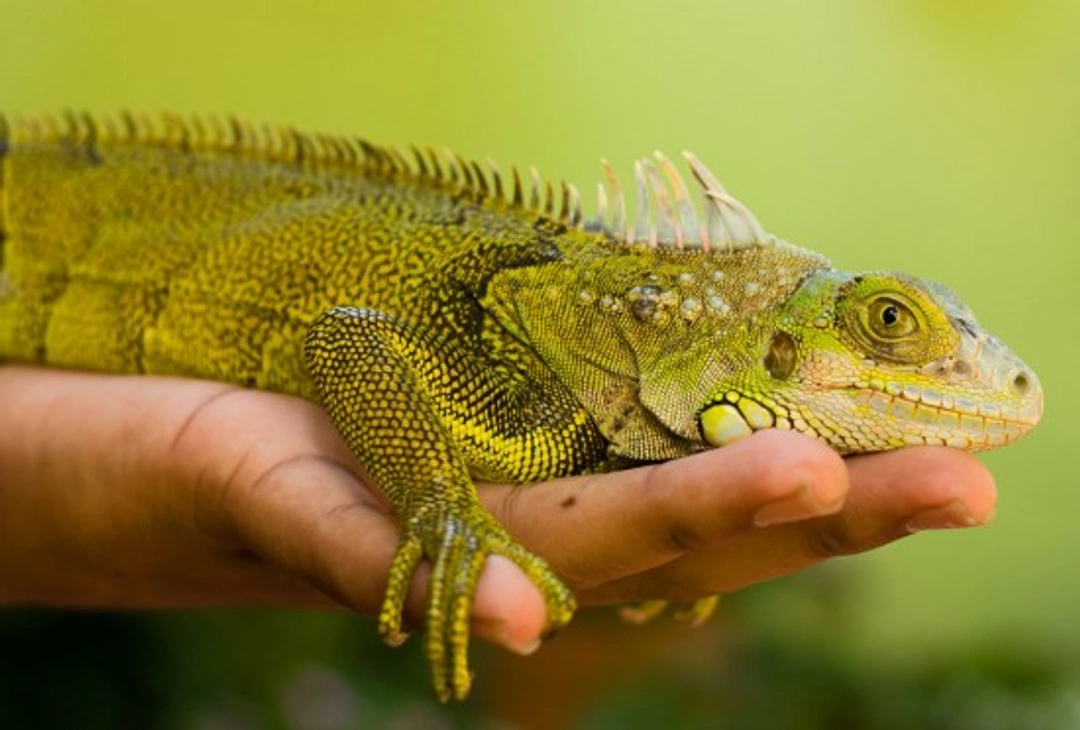 Why Keep a Reptile? Benefits and Considerations