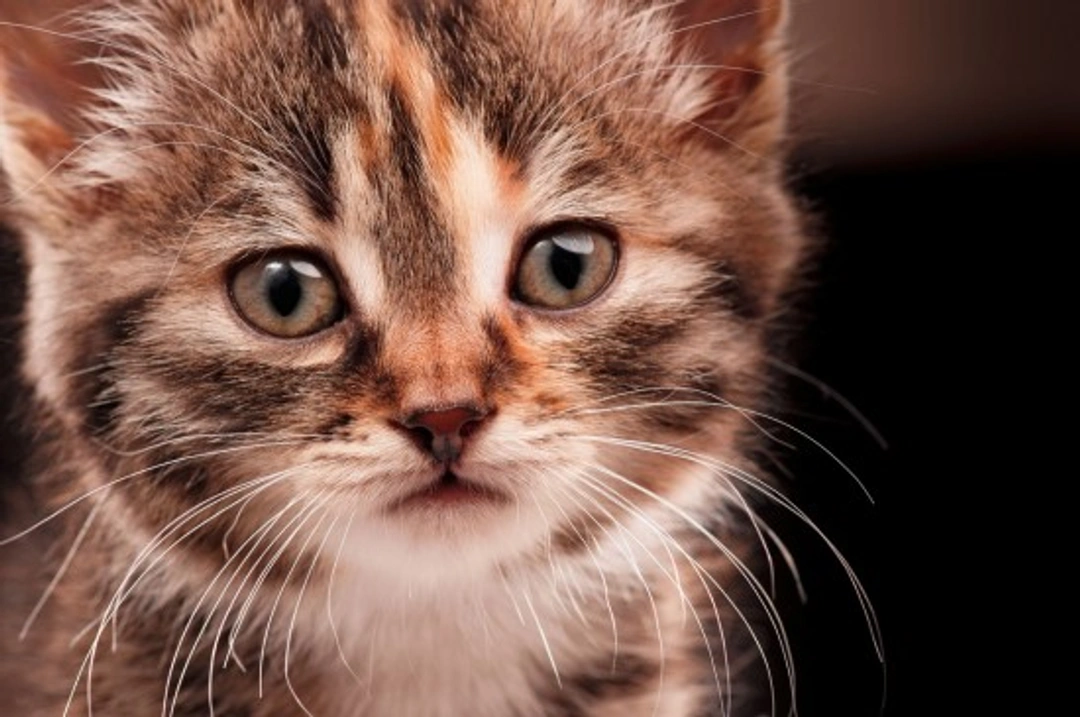 Worming Cats: When, How, and Why to Protect Your Cat