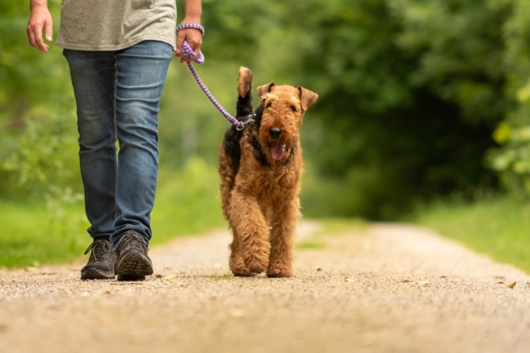 6 Benefits of Solo Dog Walks & Ethical Puppy Buying UK 2025