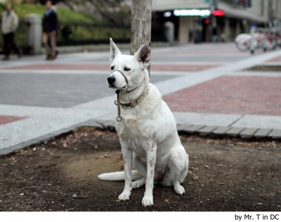 La indefensión aprendida