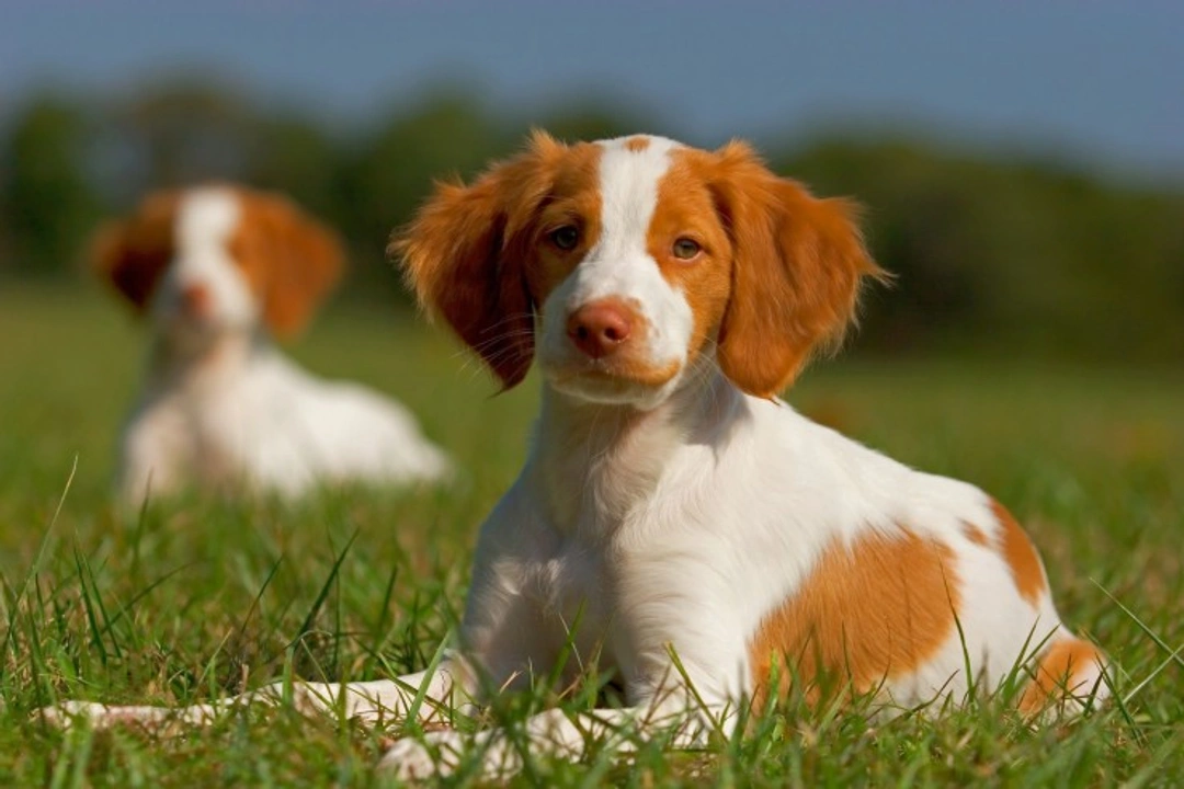 Spinal Muscular Atrophy in Brittany Spaniels: Causes, Symptoms & Care