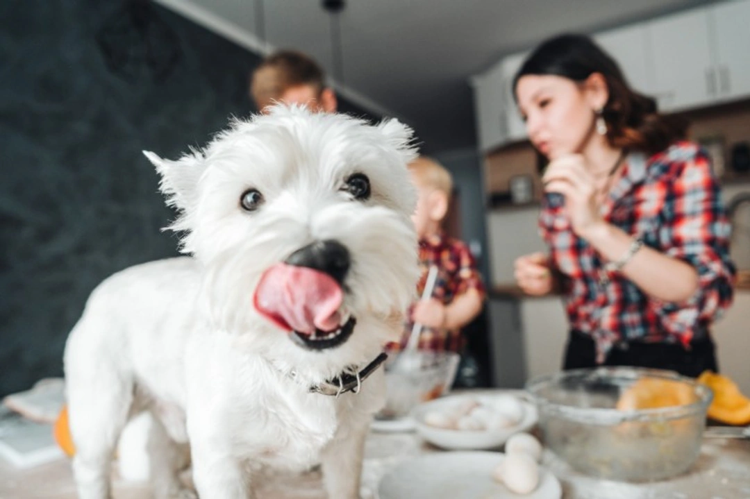 Why raw dough is dangerous to dogs – crucial risks explained