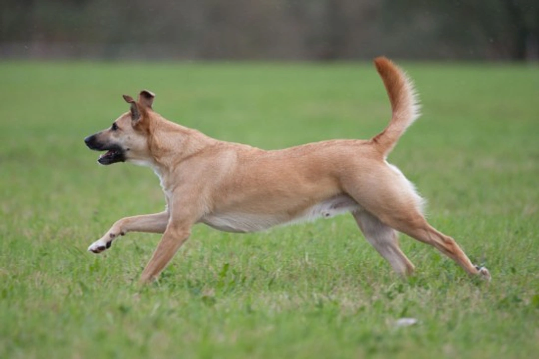 Effective Strategies to Manage Chasing and Poor Recall in Dogs