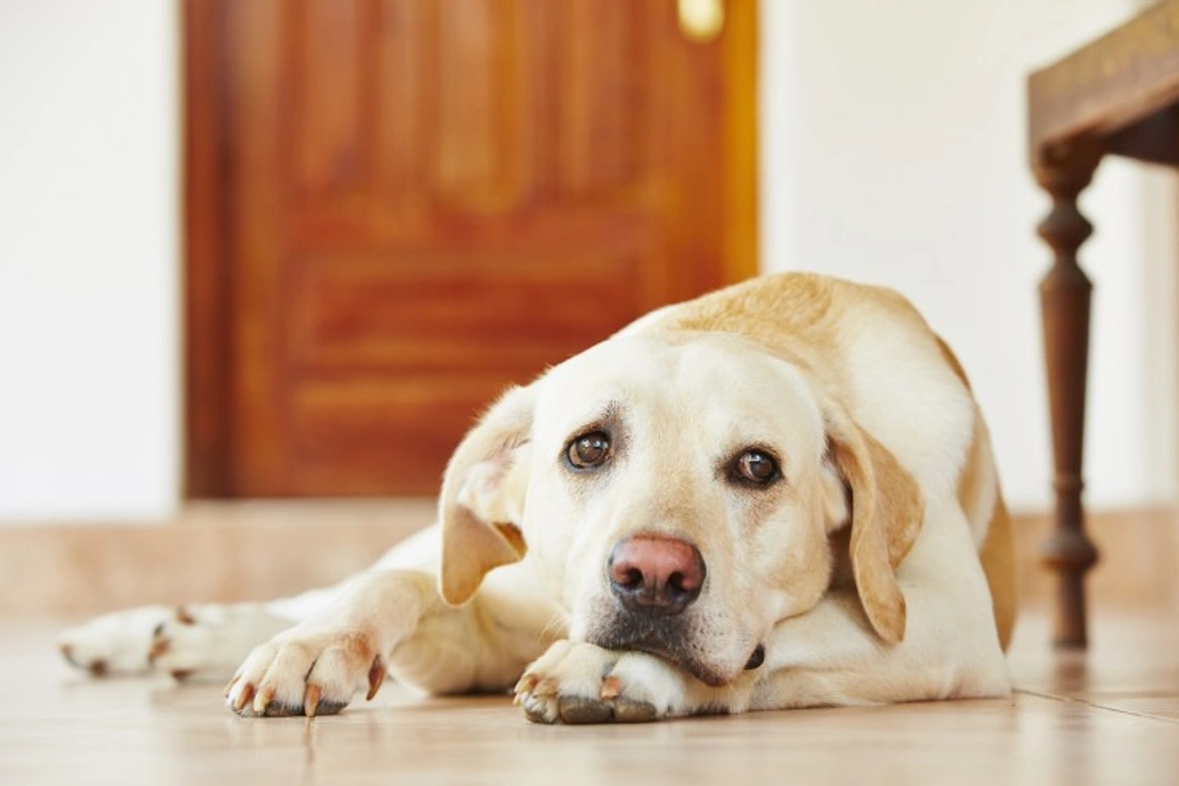 3 Smart Ways to Keep Your Pet Happy When Alone