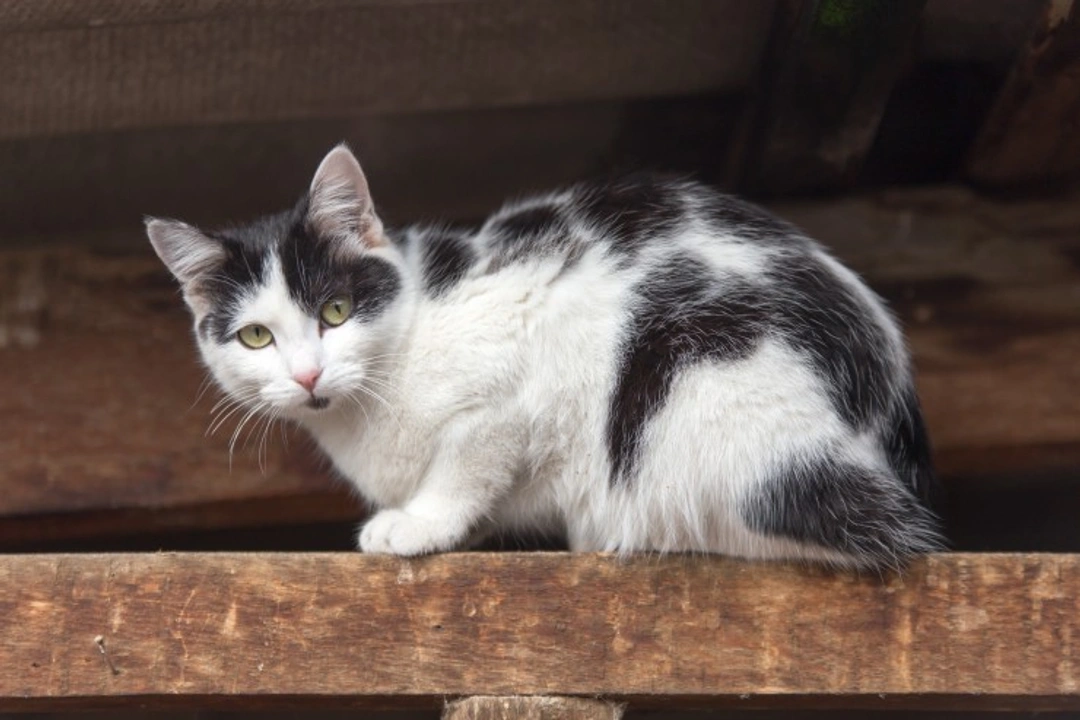 Keeping an FIV-positive cat healthy: Essential care tips