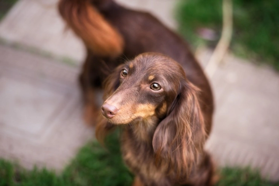 Oro-nasal & Oro-antral Fistulae in Dogs: Causes & Treatment