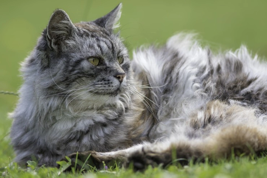 Five Common Diseases Affecting Elderly Cats