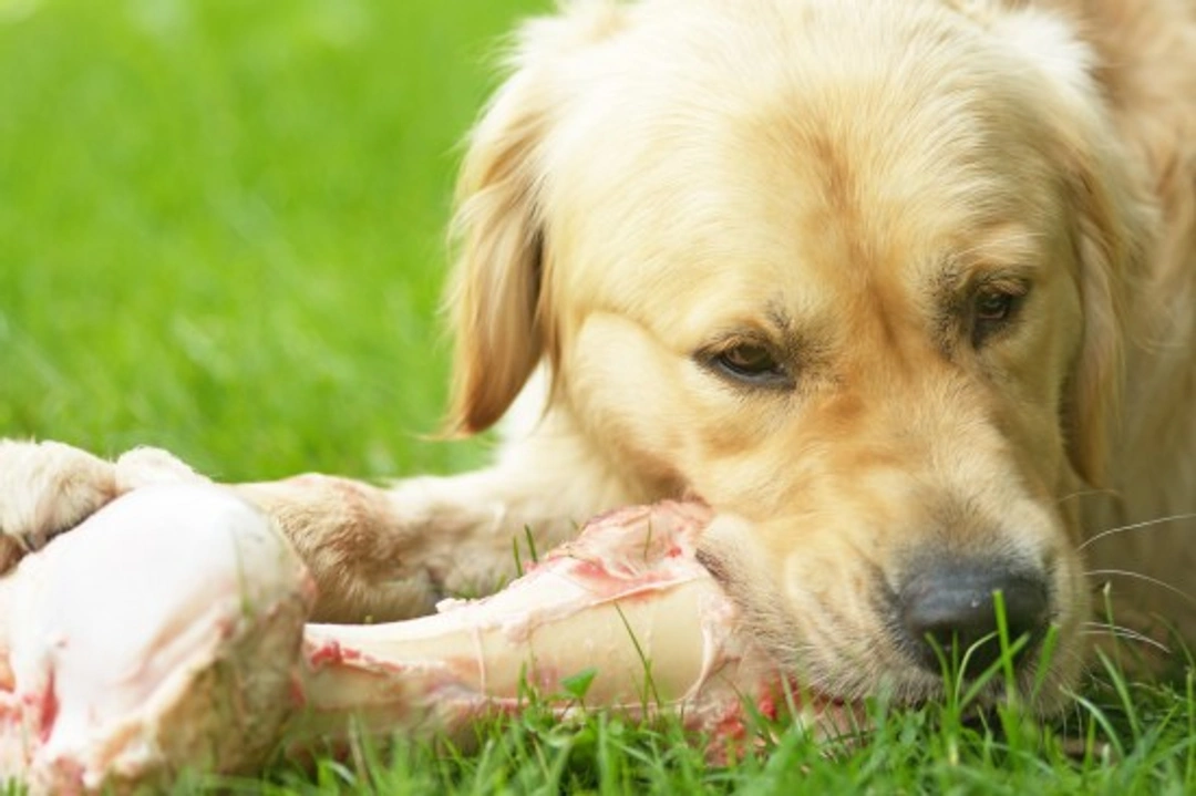 Is It Safe to Feed Bones to Dogs? Essential Guide