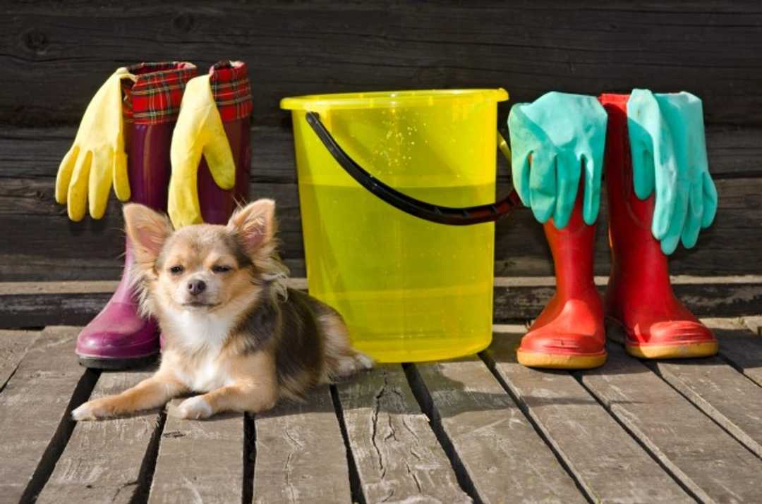 Expert Spring Cleaning Tips for Dog Owners in 2025