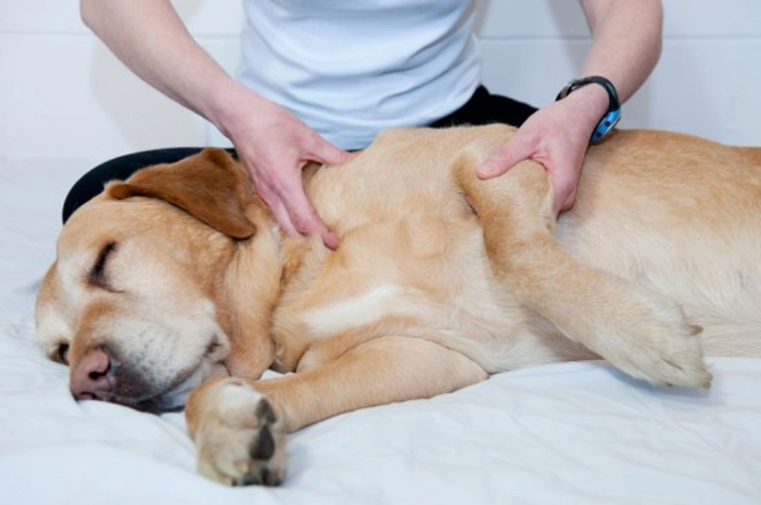 Holistic Therapies in Veterinary Medicine: A Complete Guide