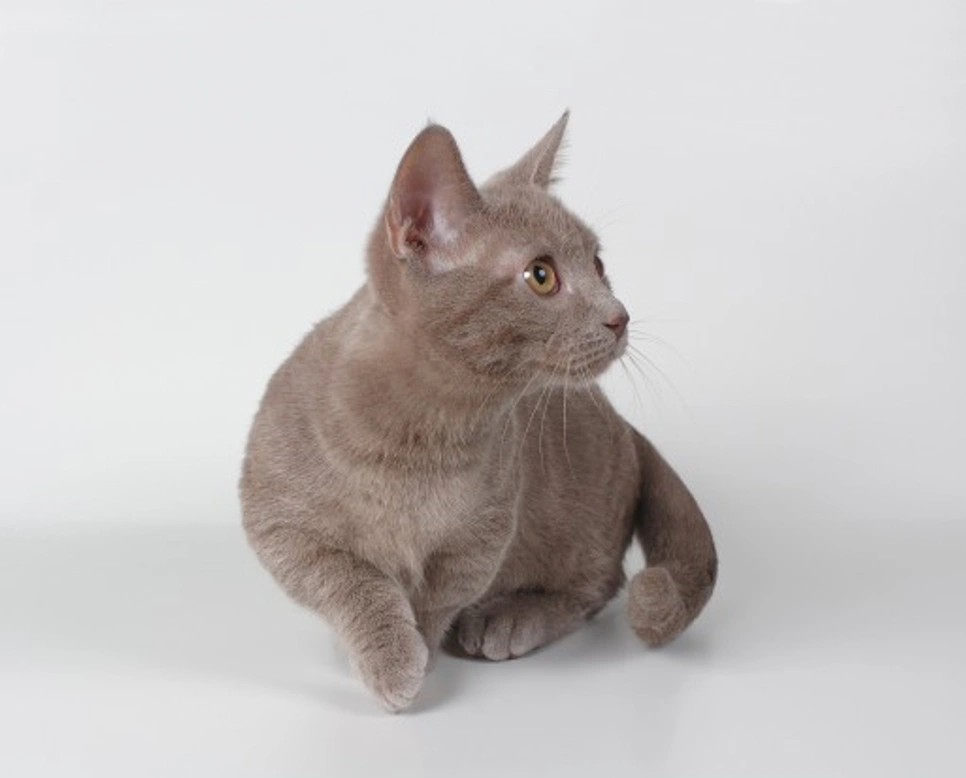The Munchkin Cat: A Unique Breed Guide