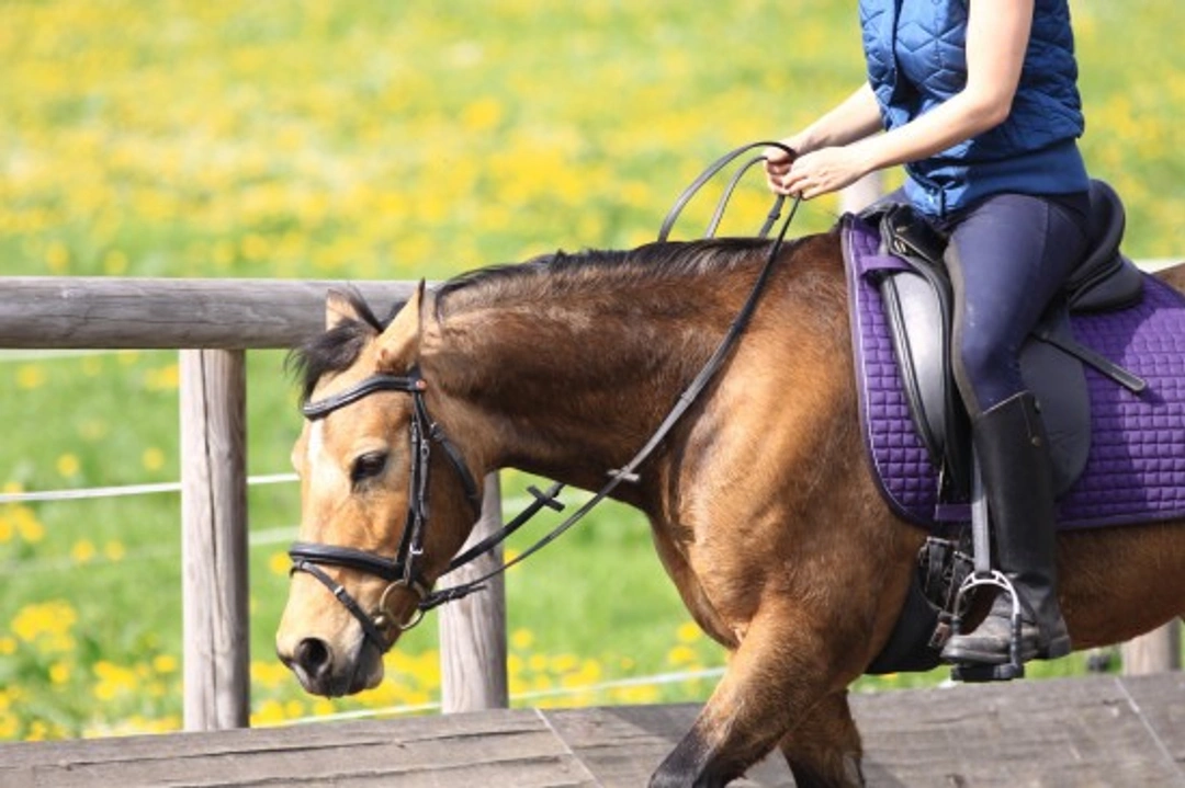 Finding the Right Horse Riding Instructor: 7 Key Tips
