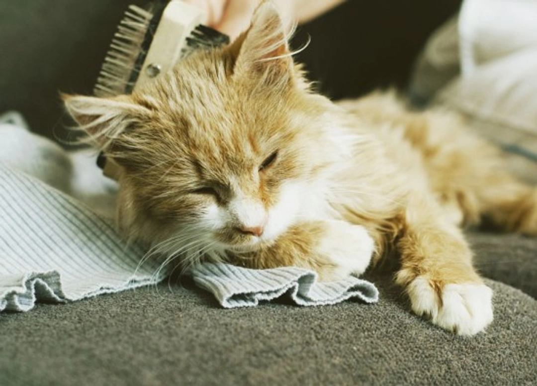 Cats and Hairballs: What You Need to Know in 2025