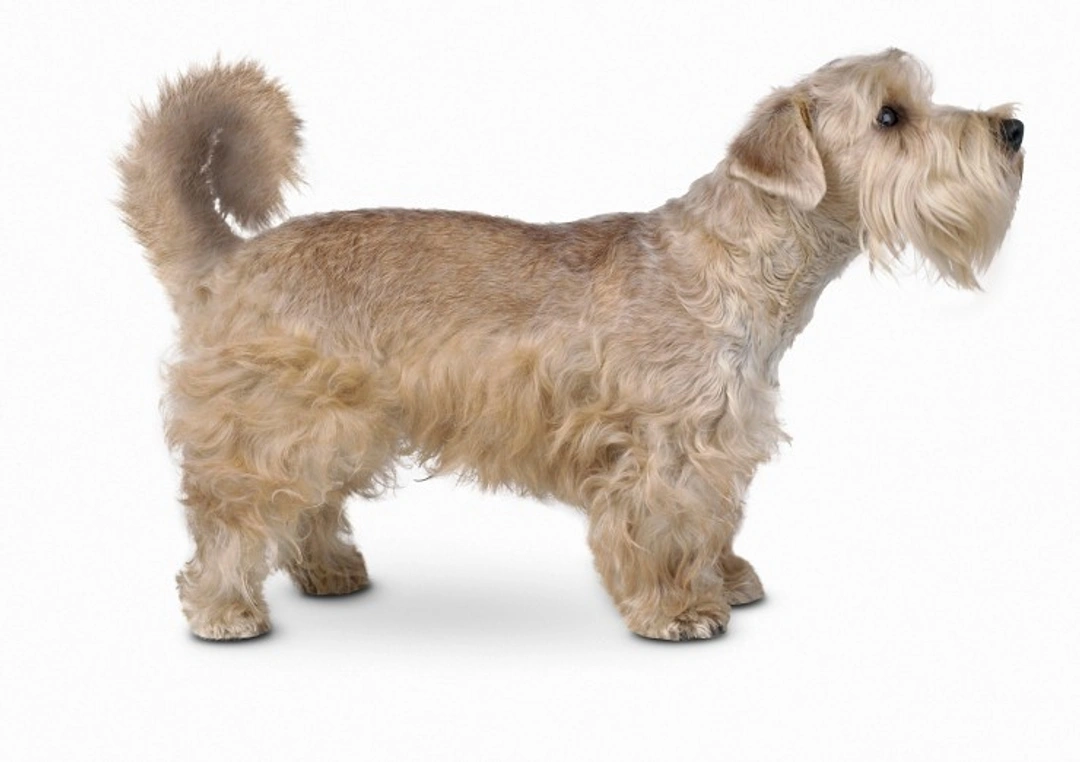 What is a Sporting Lucas Terrier? Key Facts & Care Guide