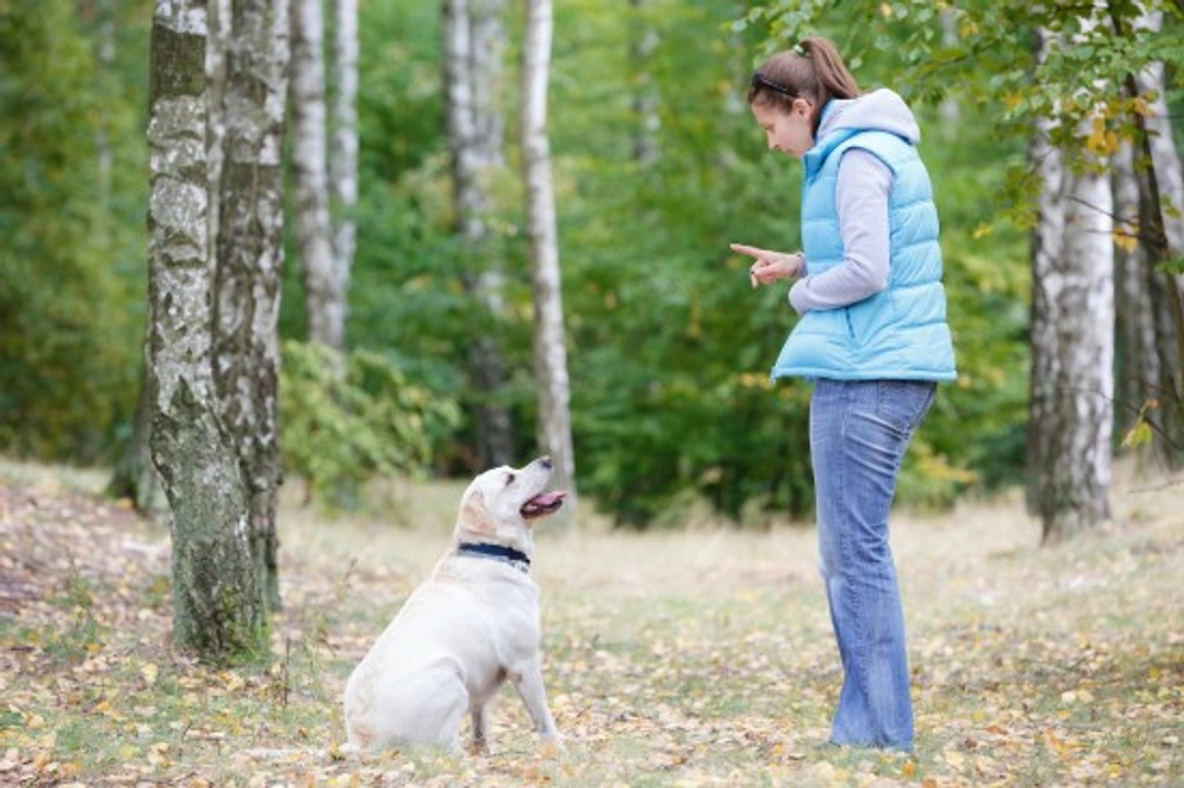Complete Guide to Addressing Learned Irrelevance in Dog Training