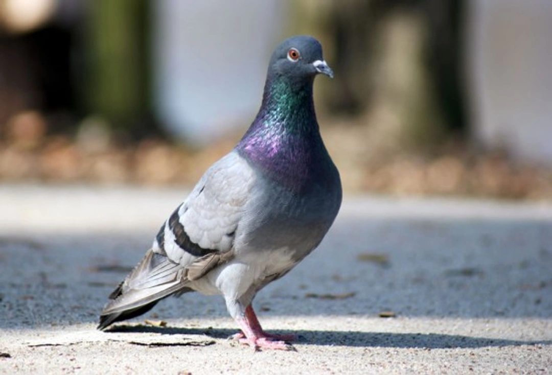 Racing pigeons: a beginner's guide to getting started