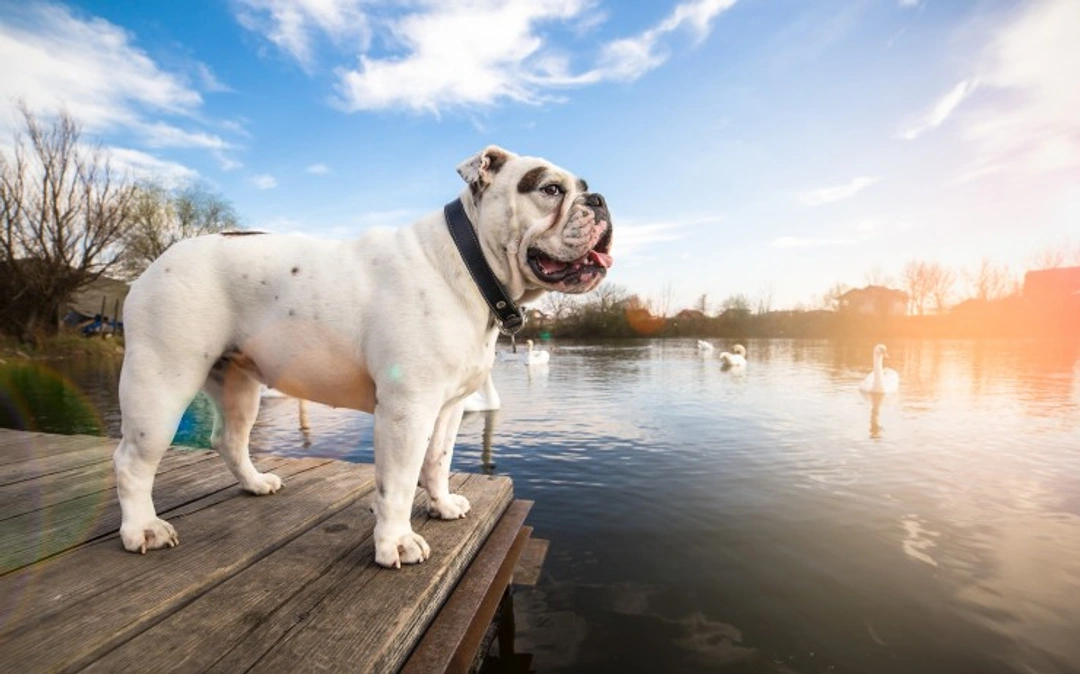 Safe Summer Exercise Tips for Your English Bulldog