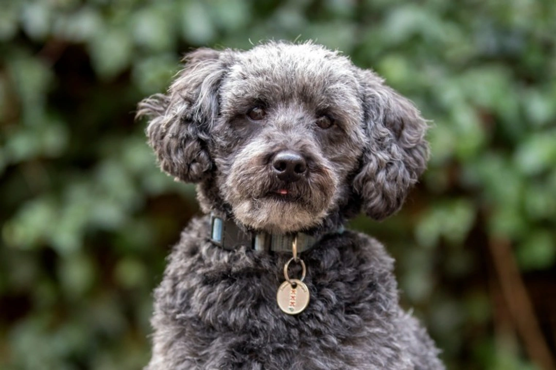 Schnoodle Dog Guide: Traits, Care & Health Tips
