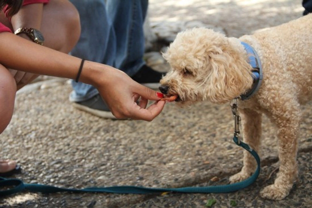 Frutas y verduras tóxicas para tu perro