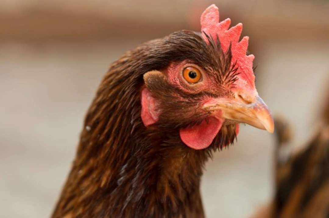 Blindness in Chickens: Causes, Signs and Care Guide