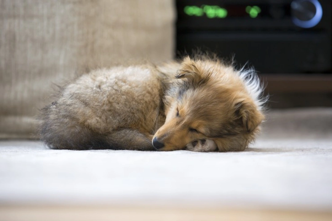 Complete Guide to Understanding Your Dog's Sleeping Habits