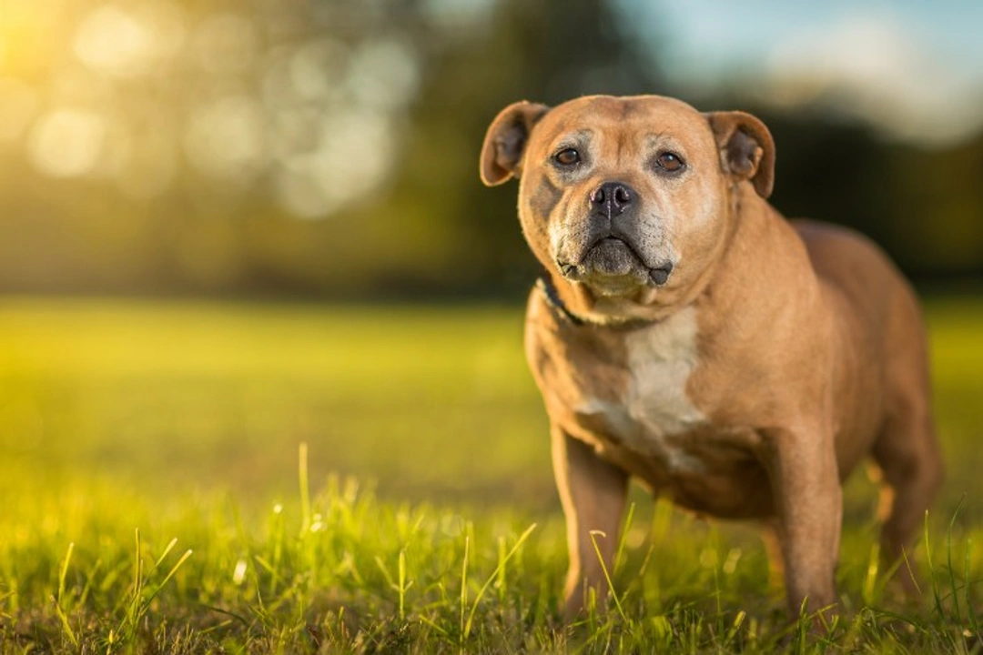 Disseminated Intravascular Coagulation (DIC) in Dogs Explained