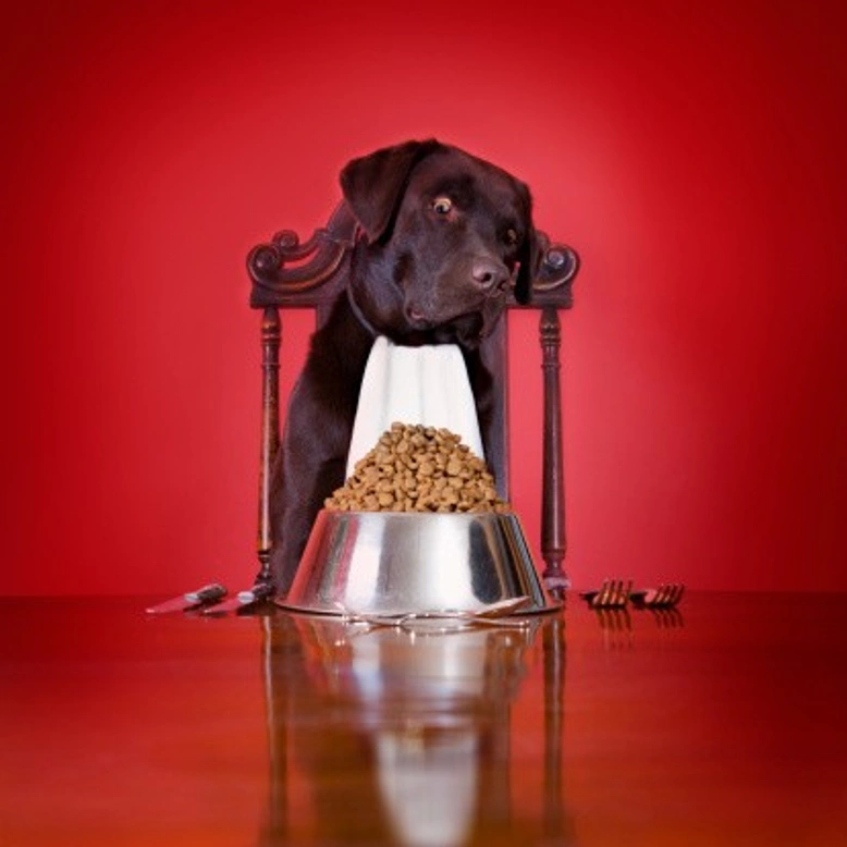 Cómo elegir la comida de mi mascota