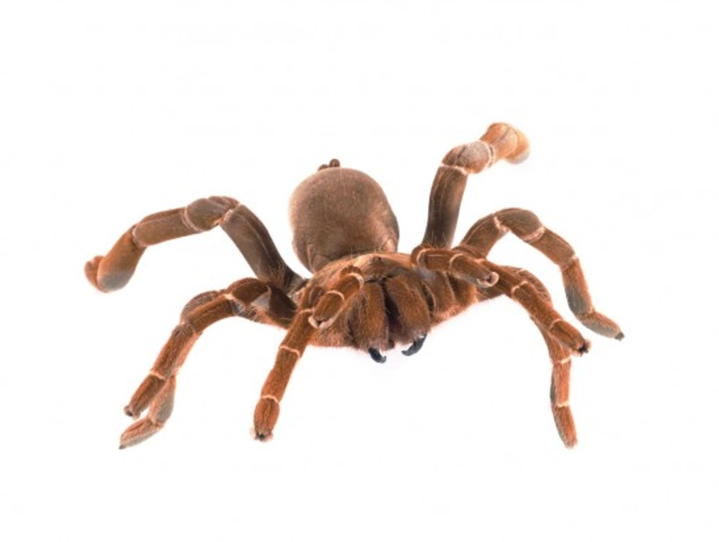 The King Baboon Tarantula: Care Tips for Experienced Keepers