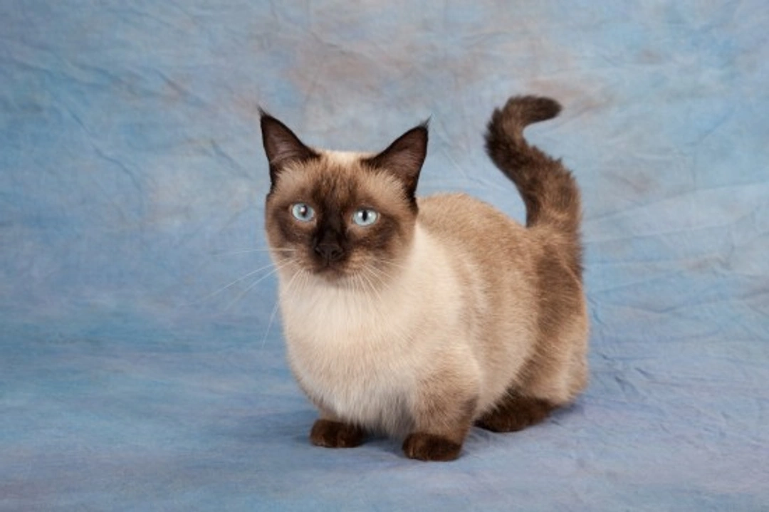 Inbreeding and line breeding in cats - Why is it done?