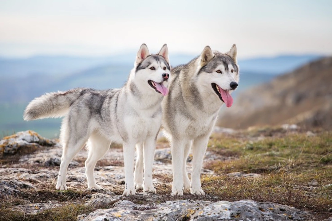 Is the Siberian Husky Falling in UK Popularity?