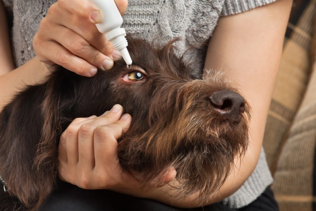 Dry Eye in Dogs: Causes, Symptoms & Lifelong Care