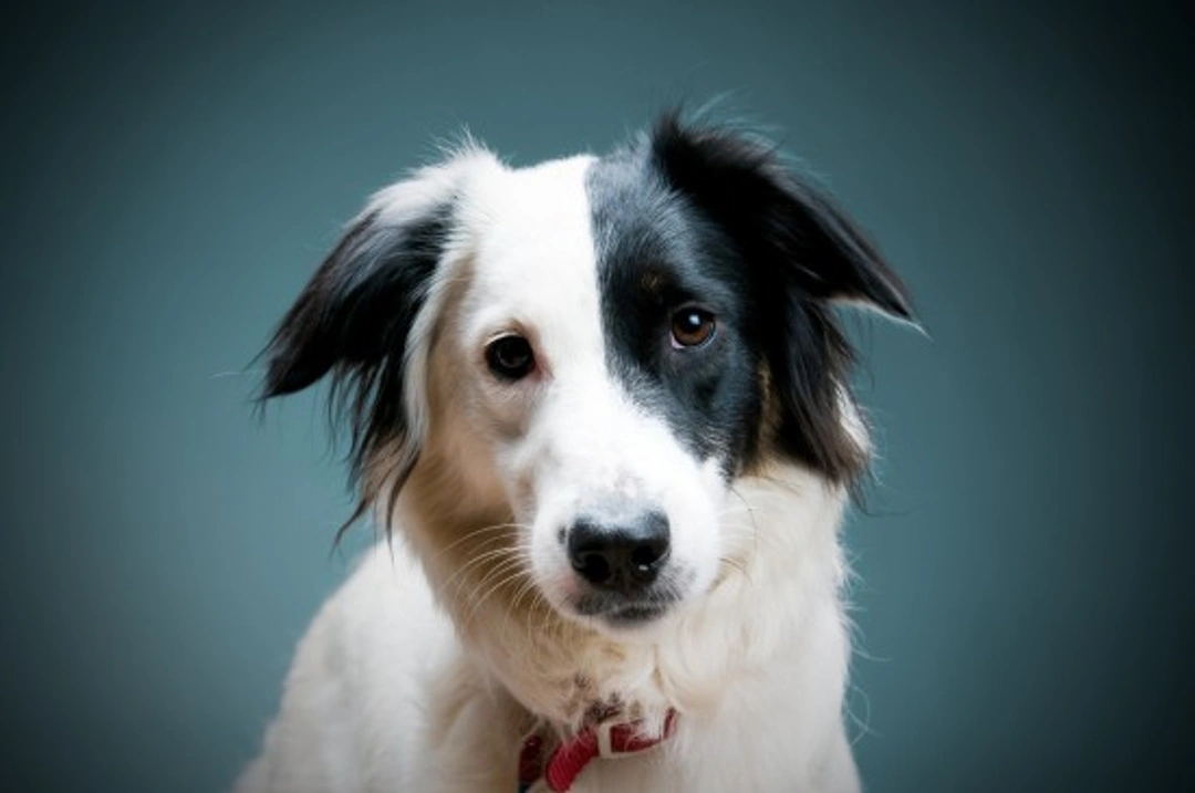 Choosing the Ideal Dog: Purebred or Mixed Breed?