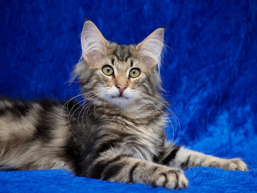 Diferencias clave entre gatos Bosque de Noruega y Maine Coon