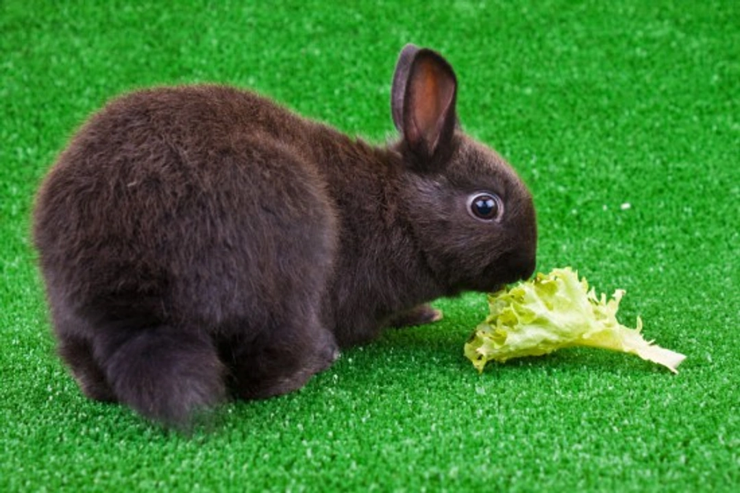Diet Requirements and Feeding Guide for Rabbits