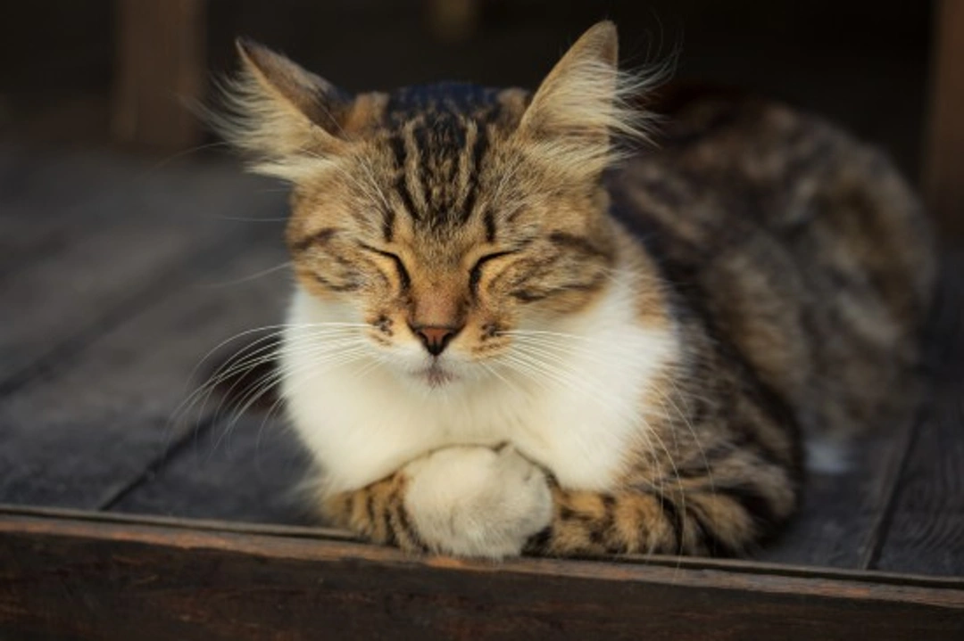 10 Effective Calming Tips for Anxious Cats