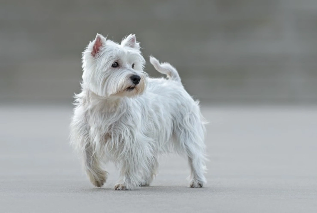 Top 5 Most Popular Terrier Breeds in the UK in 2025