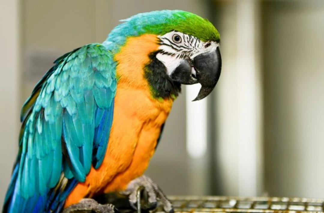 Parrots: Understanding the Long-Term Commitment