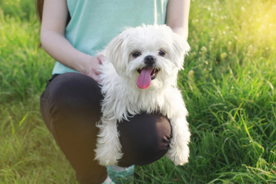 Maltese Dogs: Reverse Sneezing vs Collapsed Trachea Explained