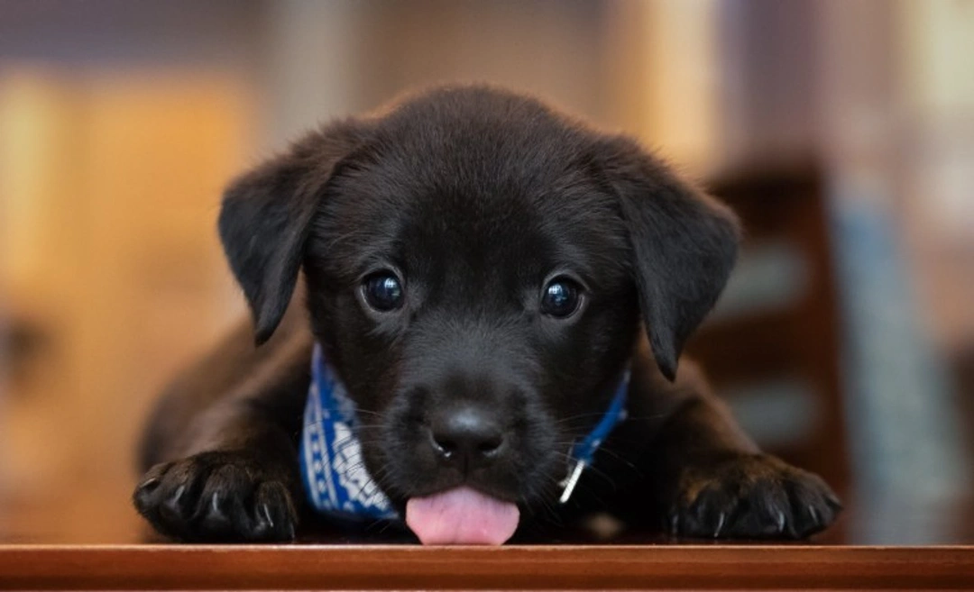 10 Essential Puppy Care Steps for UK Workers Returning to Work