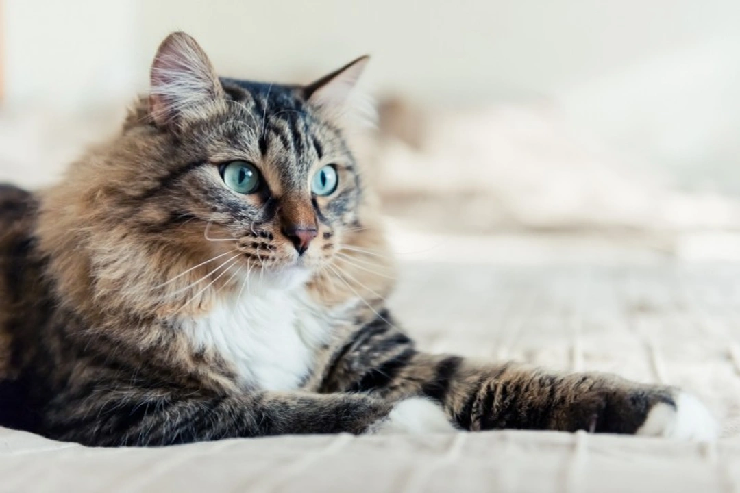 Why Cats Mark Their Territory: Understanding Feline Behaviour
