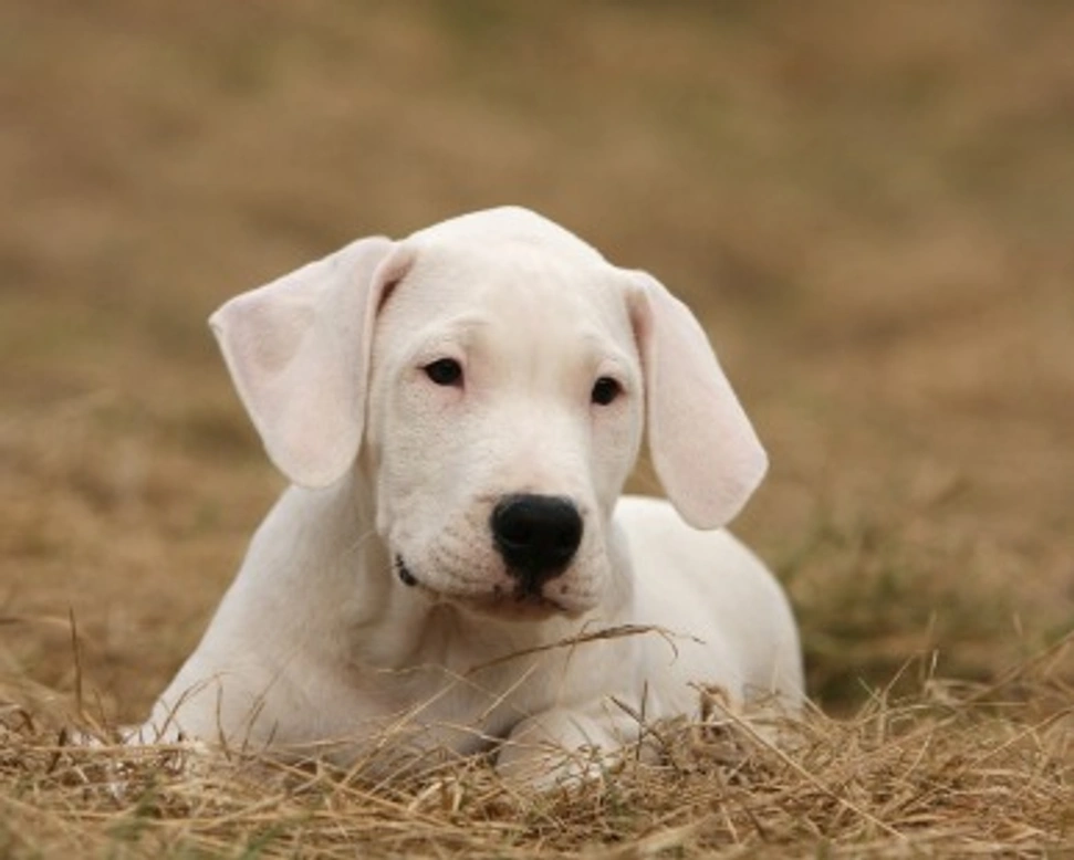 Dogo argentino cucciolo come prendersene cura e consigli