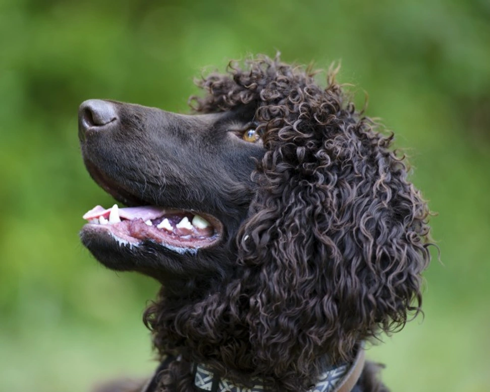 Irish Water Spaniel Health Issues: Key Conditions to Know