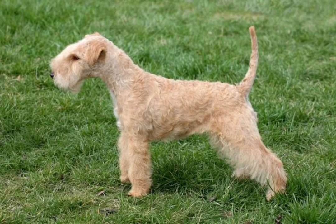 Lakeland Terrier Health & Longevity: Hereditary Conditions Guide