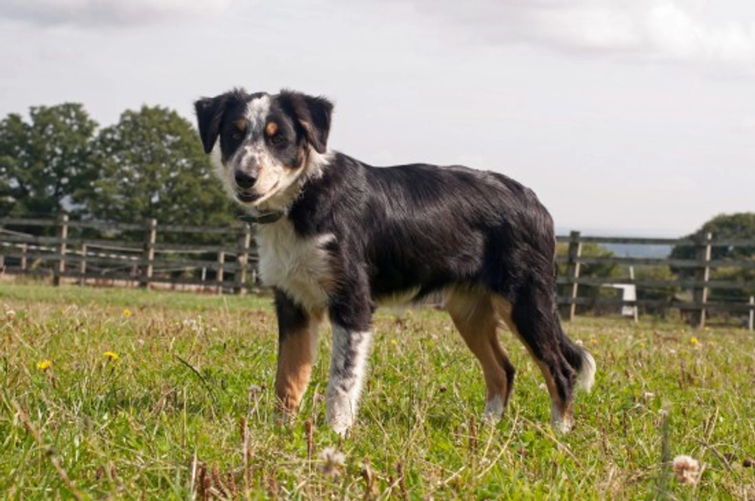 Complete Guide: Keeping Herding Dogs Happy and Healthy