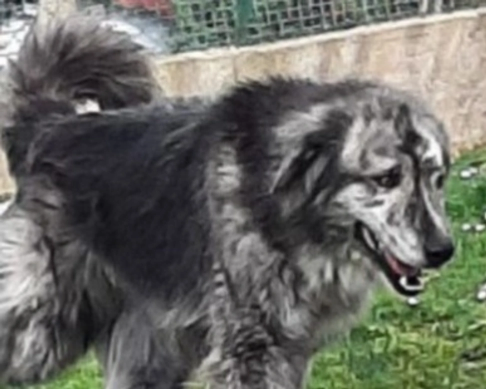 Adozioni cani: la storia di Balu, gigante buono