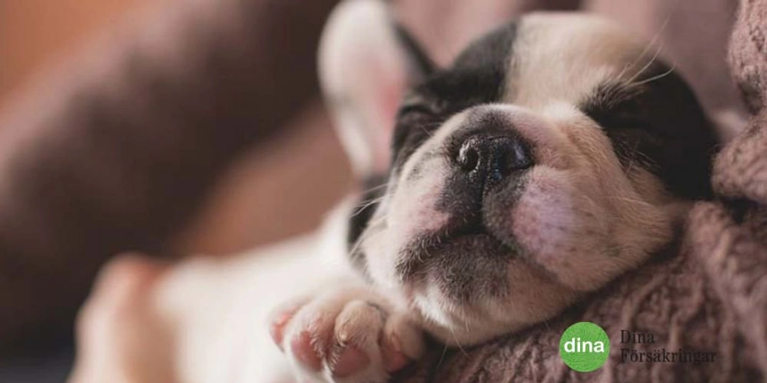 Försäkra din valp så fort du kan