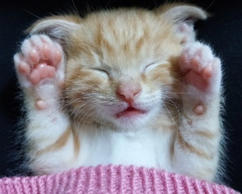 Gatti di razza e non, immagini divertenti